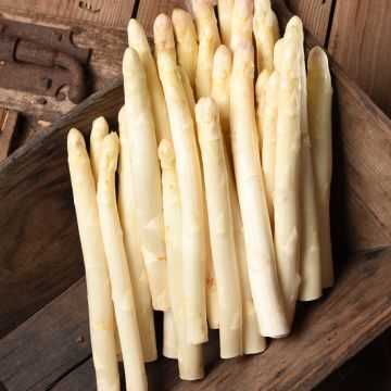 Asperge Argenteuil (klauwen)