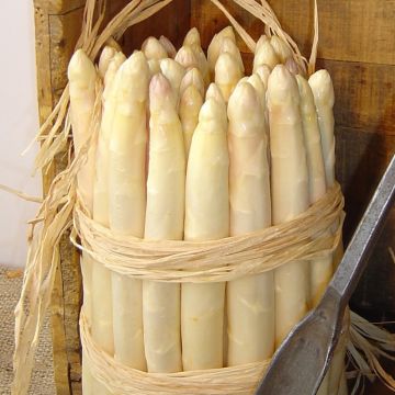 Asperge Lorella (klauwen)