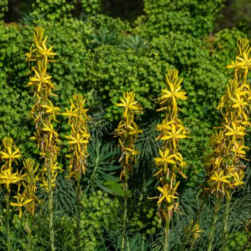 Asphodeline liburnica - Jonkerlelie