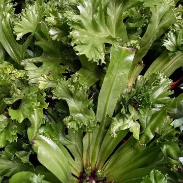 Asplenium antiquum Leslie - Vogelnestvaren