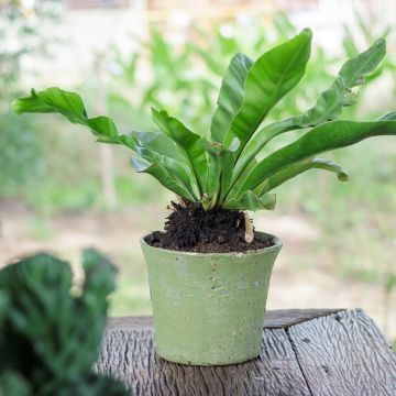 Asplenium nidus - Vogelnestvaren