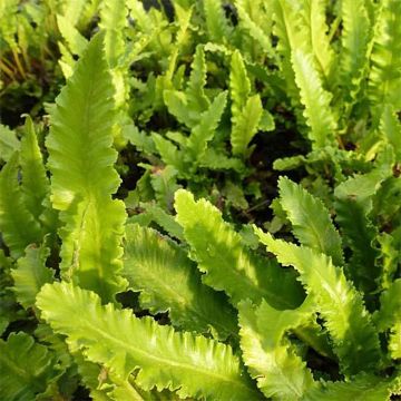 Asplenium scolopendrium Undulatum Angustatum - Tongvaren