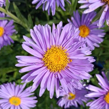 Aster alpinus Goliath - Alpenaster