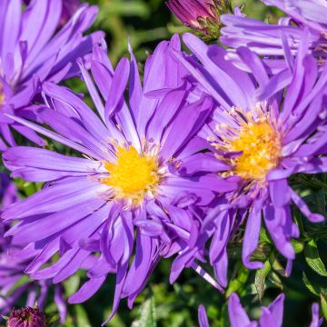 Aster ericoïdes Herfstweelde - Septemberkruid