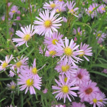 Aster pringlei x ericoïdes Pink Star - Septemberkruid