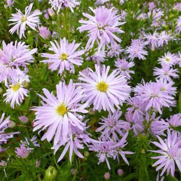 Aster novi-belgii Rosenquarz - Nieuw-Nederlandse aster
