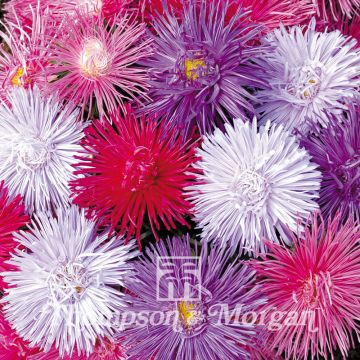 Zomeraster Starlight Mixed (zaad) - Callistephus chinensis