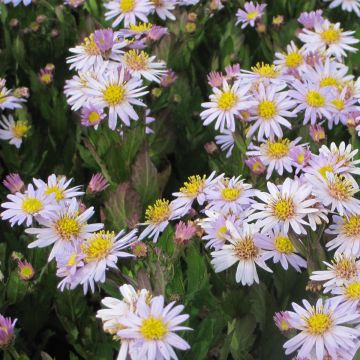 Aster Stardust - Japanse dwergaster
