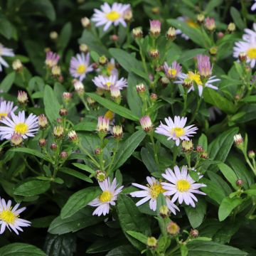 Aster Stardust - Japanse dwergaster