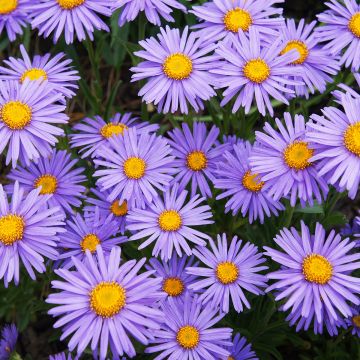 Aster alpinus Goliath - Alpenaster