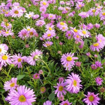 Aster alpinus Happy End - Alpenaster