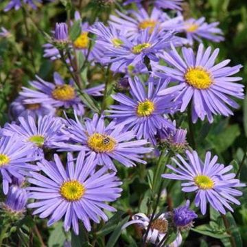 Aster amellus Dr Otto Petschek - Bergaster