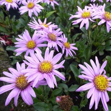 Aster amellus Rosa Erfüllung - Bergaster