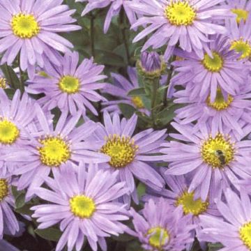 Aster amellus Grunder - Bergaster