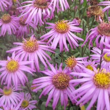 Aster amellus Sonia - Bergaster