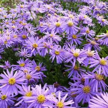 Aster amellus Sonora - Bergaster