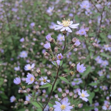 Aster cordifolius Blutenregen - Herfstaster