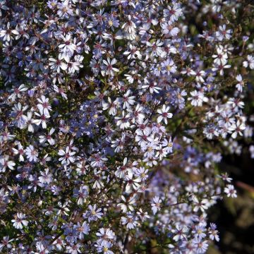Aster cordifolius Idéal - Herfstaster