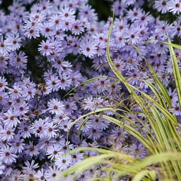 Aster cordifolius Little Carlow - Herfstaster