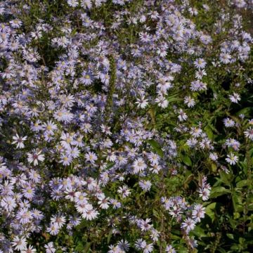 Aster cordifolius Photograph - Herfstaster