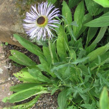 Aster diplostephioides - Herfstaster