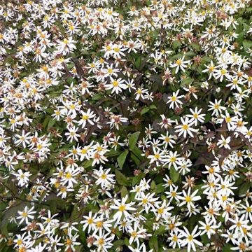 Aster divaricatus Beth Chatto - Sneeuwaster