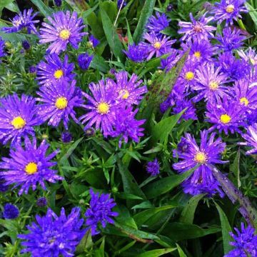 Aster dumosus Augenweide - Dwergaster