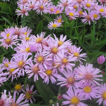 Aster dumosus Peter Harrison - Dwergaster