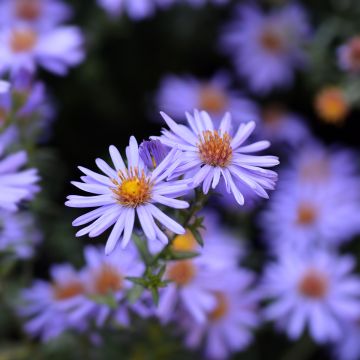 Aster dumosus Professeur Anton Kippenberg - Dwergaster