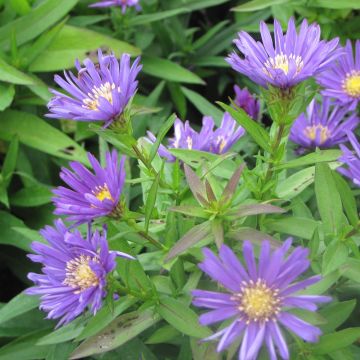 Aster dumosus Samoa - Dwergaster