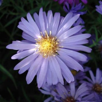 Aster Lady In Blue - Dwergaster
