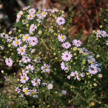 Aster ericoïdes Pink Cloud - Septemberkruid