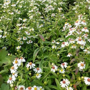 Aster ericoides - Septemberkruid