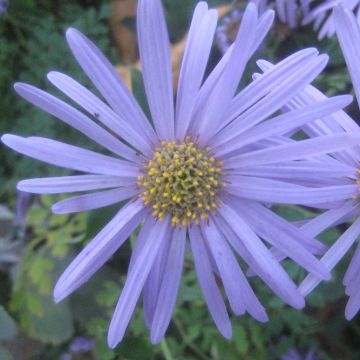 Aster Flora s Delight - Zomeraster