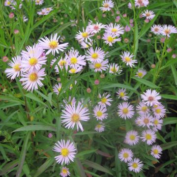 Aster Ochtendgloren - Herfstaster