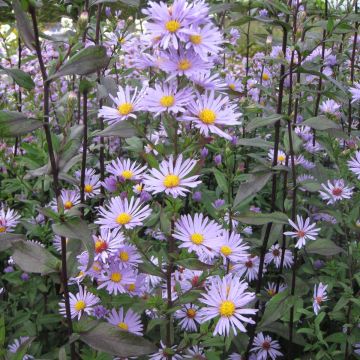 Aster laevis Calliope - Gladde aster