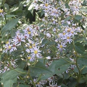 Aster macrophyllus - Grootbladige aster