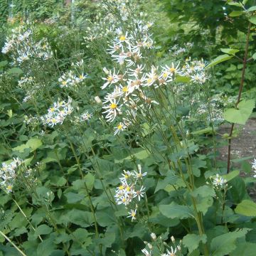 Aster macrophyllus Albus - Grootbladige aster
