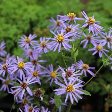 Aster Twilight - Grootbladige aster