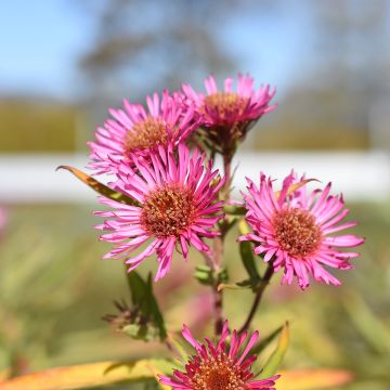 Aster novae-angliae Andenken an Alma Pötschke - Nieuw-Engelse aster