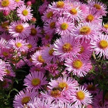 Aster novae-angliae Annabelle de Chazal - Nieuw-Engelse aster