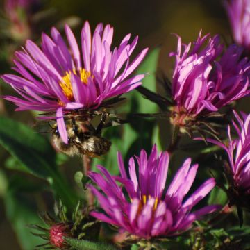 Aster novae-angliae Constanz - Nieuw-Engelse aster