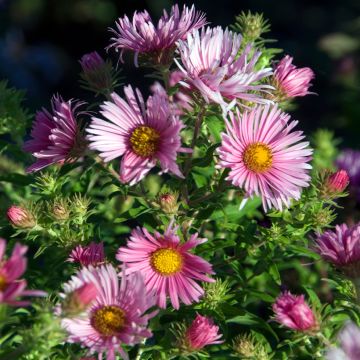 Aster novae-angliae Madame Loyau - Nieuw-Engelse aster