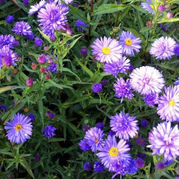 Aster novi-belgii Dauerblau - Nieuw-Nederlandse aster