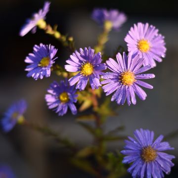 Aster novi-belgii Dauerblau - Nieuw-Nederlandse aster