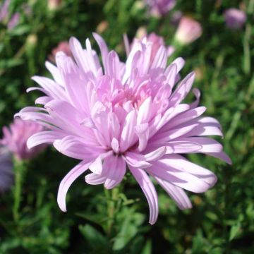 Aster novi-belgii Fellowship - Nieuw-Nederlandse aster
