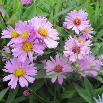 Aster novi-belgii Flamingo - Nieuw-Nederlandse aster