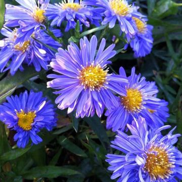 Aster novi-belgii Marie Ballard - Nieuw-Nederlandse aster