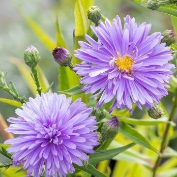 Aster novi-belgii Marie Ballard - Nieuw-Nederlandse aster