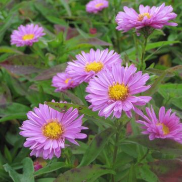 Aster novi-belgii Patricia Ballard - Nieuw-Nederlandse aster